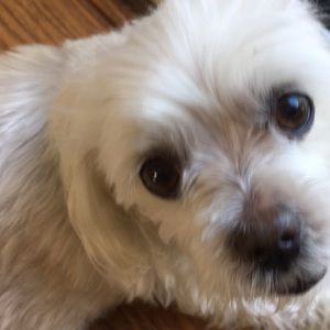 Meet your Posher, Adriana